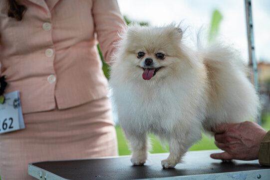 Pies Szpic miniaturowy, pomeranian 