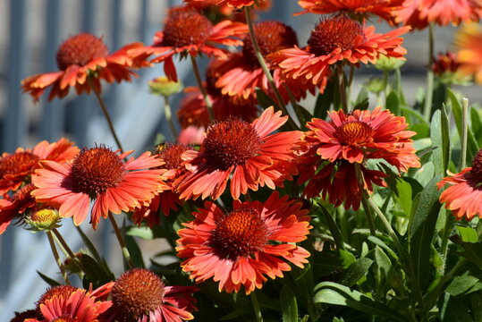 Kokardenblume