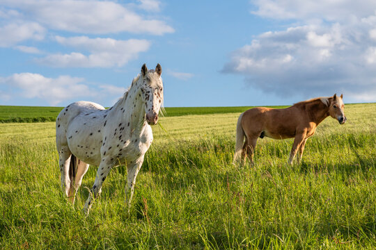 A Knabstrupper and a Haflinger horse in a pasture