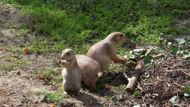 Two prairie dogs eating on the grass in the garden