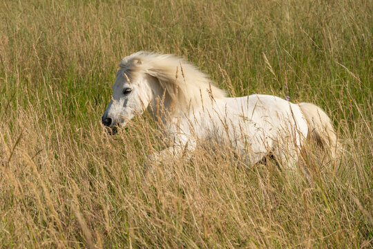 A white Shetland pony in a pasture
