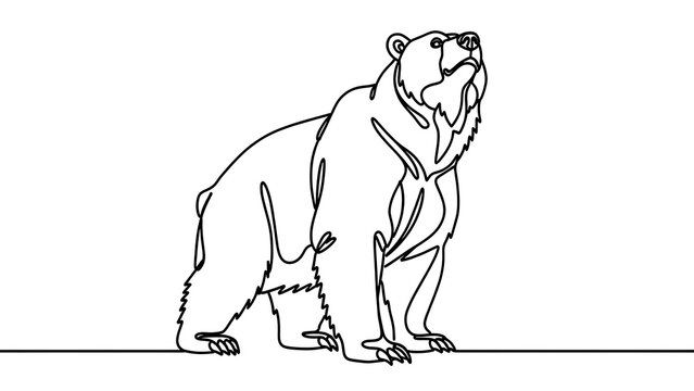 Line art bear illustration white background.