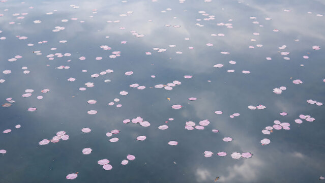 Cherry blossom petals covering pond surface spring wide view