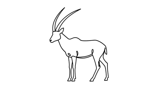 Oryx antelope line drawing white background.