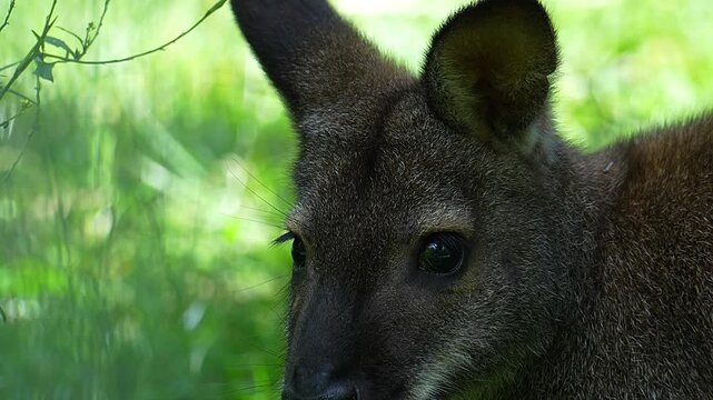 Portrait of a baby kangaroo or wallaby in the grass