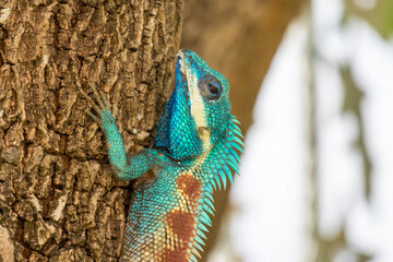 Fototapeta premium Vibrant Blue crested Lizard Climbing on Tree Trunk