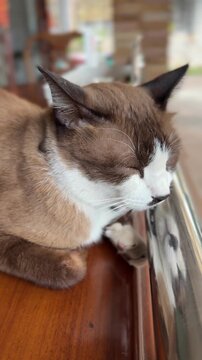 Adorable Siamese Cat Napping Peacefully on a Wooden Surface, Embodying Calmness in Asia