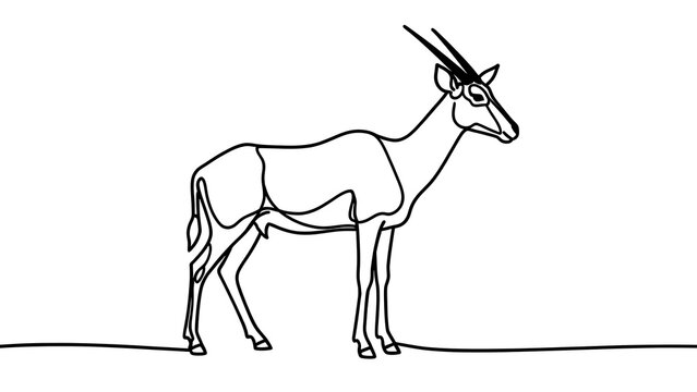 Oryx antelope line drawing white background.