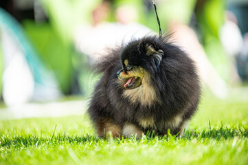 Pies Szpic miniaturowy, pomeranian  © Grzegorz