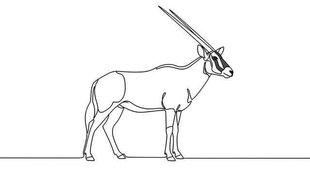 Oryx antelope line drawing white background.