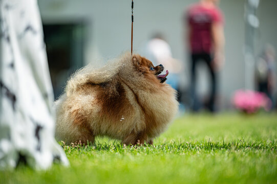 Pies Szpic miniaturowy, pomeranian 
