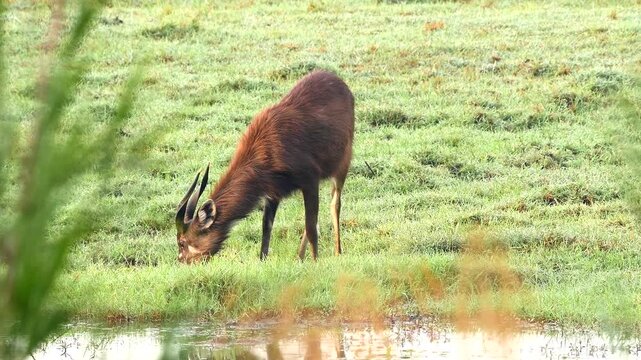 Sitatunga buck, Tragelaphus spekii, eats fresh grass by the river 149