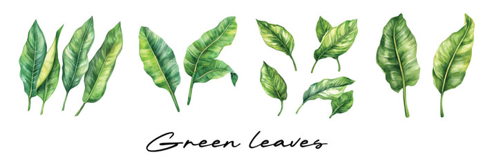 Watercolor painting design, collection artwork, An Imaginary Minimalistic 2D flat icon plantain leaves, modern element in vector and EPS format, isolated on a white background © sabart
