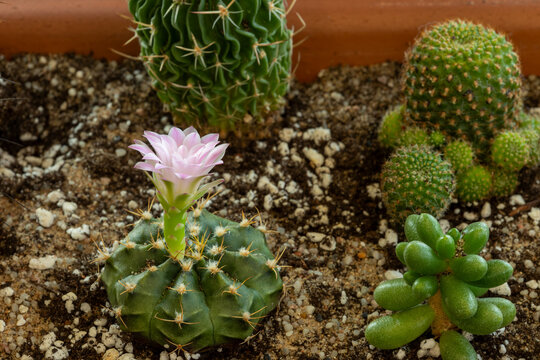 Side view macro of blooming pink Gymnocalycium mihanovichii with Sedum hernandezii, Echinofossulocactus multicostatus and Rebutia perplexa in rectangular planter