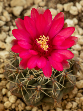 Top-down macro view of blooming red Gymnocalycium baldianum flower with selective focus on petals and blurred cactus body on pumice substrate
