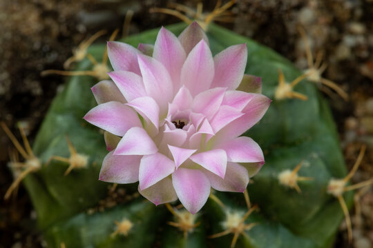 Angled macro view of blooming pink Gymnocalycium mihanovichii flower with selective focus and blurred cactus body filling the frame.
