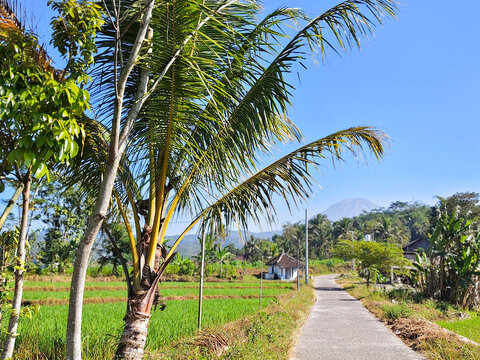 Rural Road Leading to Village with Mountain View