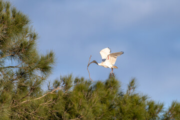 Fototapeta premium Australian White Ibis Landing with Branch for Nest Construction
