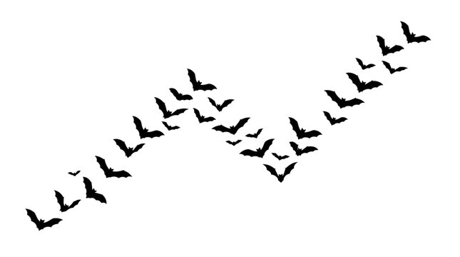 Halloween event Black silhouette Flock of birds, flying birds, bird migration, wildlife vector isolated on White Background eps