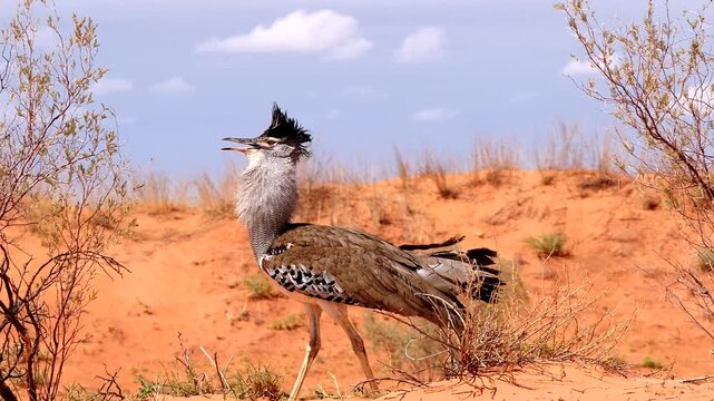 kori bustard male, Ardeotis kori, walking proudly over Kalahari dune 045