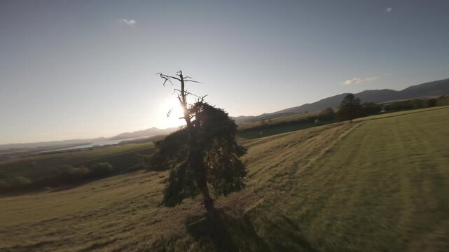 Flying over Tree and Herd of Cows Grazing on Meadow at Sunset, 4K FPV D-Log M