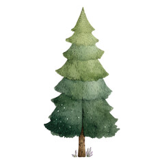 Fototapeta premium A green pine tree standing tall.