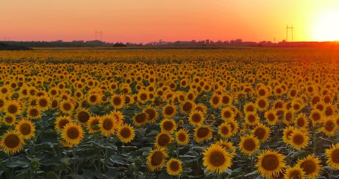 Aerial drone view of a beautiful blooming sunflower field at sunset, showcasing a peaceful countryside landscape