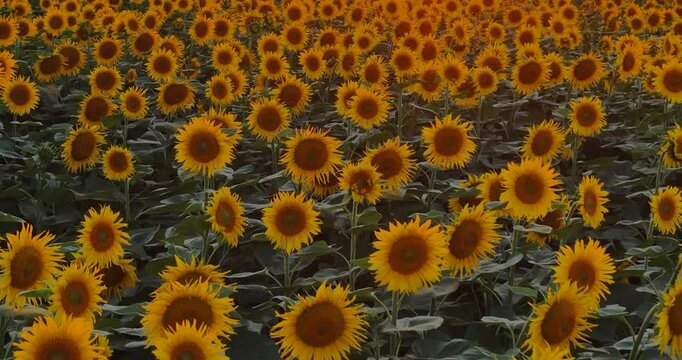 Aerial drone view of a beautiful blooming sunflower field at sunset, showcasing a peaceful countryside landscape