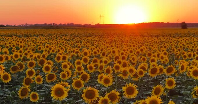 Aerial drone view of a beautiful blooming sunflower field at sunset, showcasing a peaceful countryside landscape