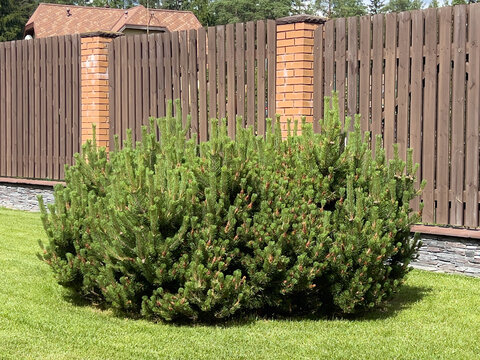 Pinus mugo Pumilio or Mountain pine shrub growing on a manicured lawn in a landscaped residential garden