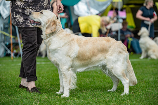 Pies Golden retriever
