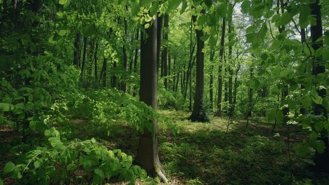Moving slowly between the lush green branches of a forest with beech trees in the wind