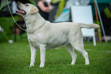 Pies Labrador retriever © Grzegorz