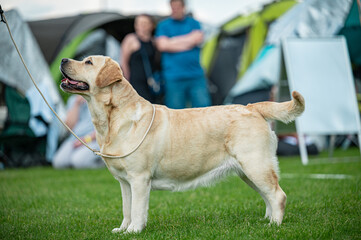 Pies Labrador retriever © Grzegorz