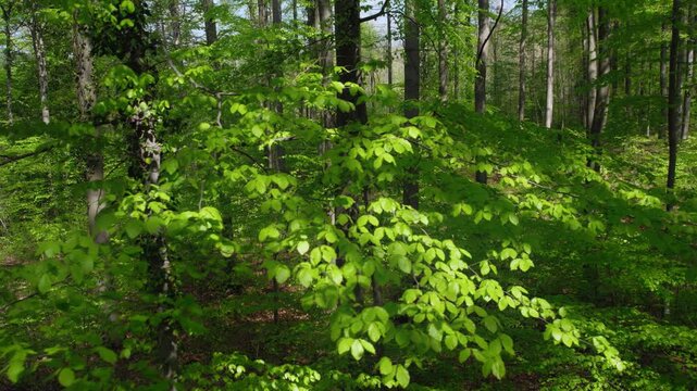Moving backwards over the fresh green branches of a beech tree in a sunny forest in spring