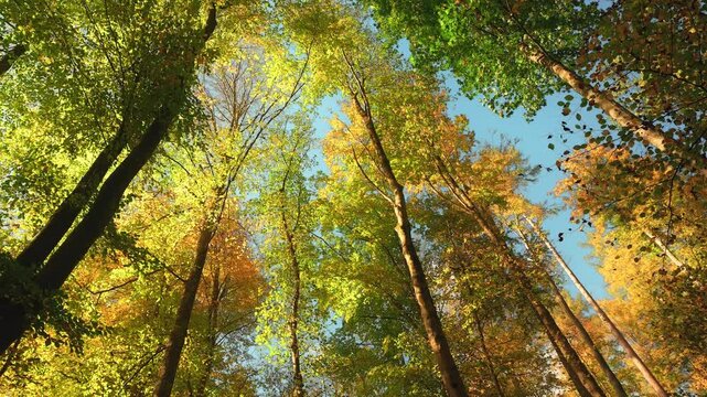 Majestic tree canopy in beautiful autumn colors, with stripes of blue sky between the treetops. The sunlight increases and illuminates the beautiful colors.