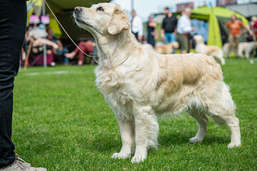 Pies Golden retriever © Grzegorz
