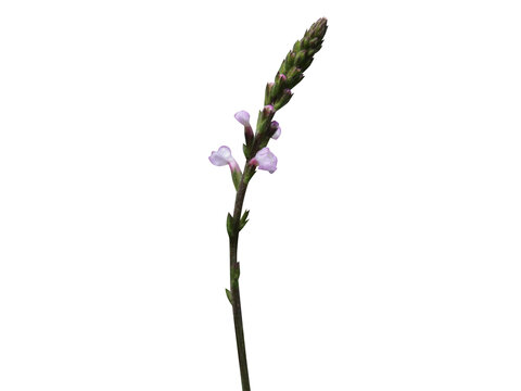 Verbena officinalis or common vervain plant with flower and buds isolated on a white background
