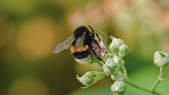Fluffy wild bumblebee in nature drinking nectar from a blossom and taking off in slow motion