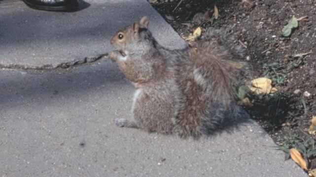Eastern gray squirrel (Sciurus carolinensis) eats on hind legs beside a paved walkway in New York City. A person in a black leather boot stands close to the animal during the 1960s archival footage.