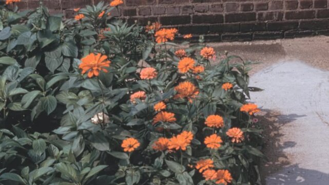Blooming orange common zinnias (Zinnia elegans) grow in a garden bed along a walkway by a weathered red brick wall under bright daylight in New York City during the 1960s archival footage.