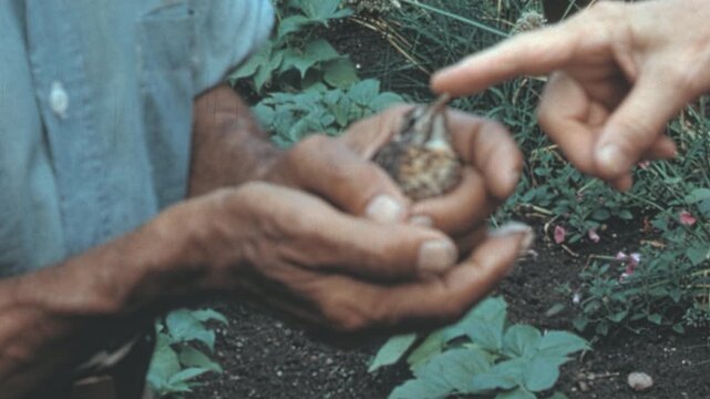 Weathered hands gently cradle a fledgling sparrow (Passeridae) in a New York garden. Another hand points at the bird near green garden strawberry (Fragaria x ananassa) plants in the 1960s archival