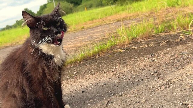 Black and white longhaired cat sitting on a gravel road with mouth open, stray cat outdoors, animal welfare concept, outdoor pet, rural street scene.