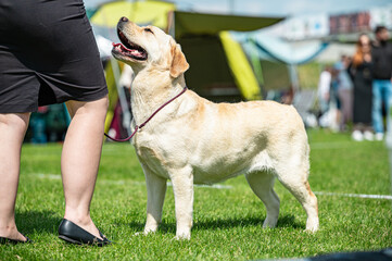 Pies Labrador retriever  © Grzegorz