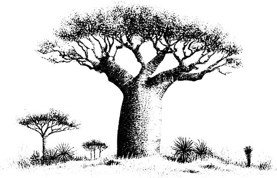 Baobab tree with broad branches and surrounding savanna shrubs in black and white stippled ink for background and poster design with rustic timeless mood