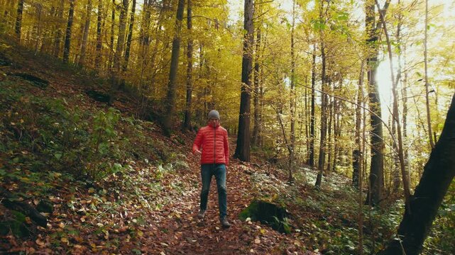 Casual hiker on a footpath in picturesque forest scenery in autumn. Walking downhill with yellow trees and the sun in the background