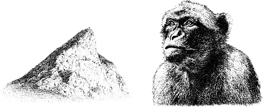 Black and white stippled barbary macaque study with gibraltar rock profile illustration for vintage background or educational display