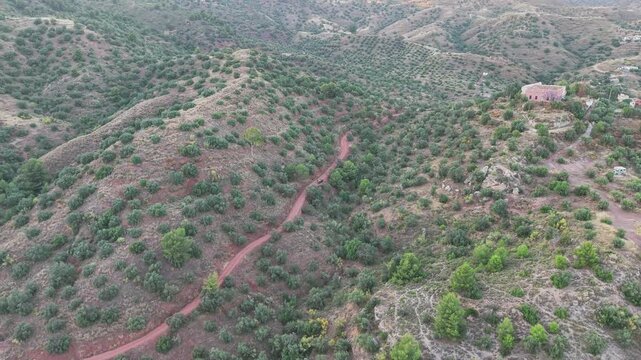 Aerial flyover Malaga hillside showing Olive tree platation and red dirt raod cutting through the landscape