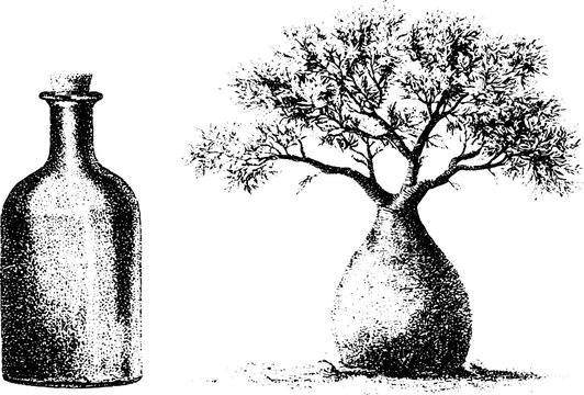 Bottle tree with swollen trunk beside vintage glass bottle for botanical still life background and eco design