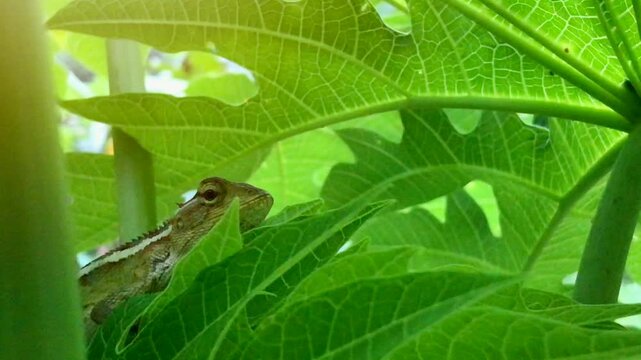 Oriental Garden Lizard Resting on Papaya Leaves in Tropical Garden &ndash; Calotes versicolor Wildlife Footage